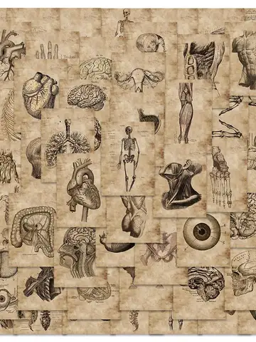 56Pcs Creative Human Anatomy Physiology Heart Skull Internal Organs Sticker Skeleton Graffiti Stickers Luggage Laptop Sticker