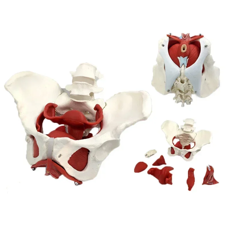 Female Pelvis Pelvic Floor Muscle Model Uterus Ovary Muscle Teaching Resources Educational Supplies Removable