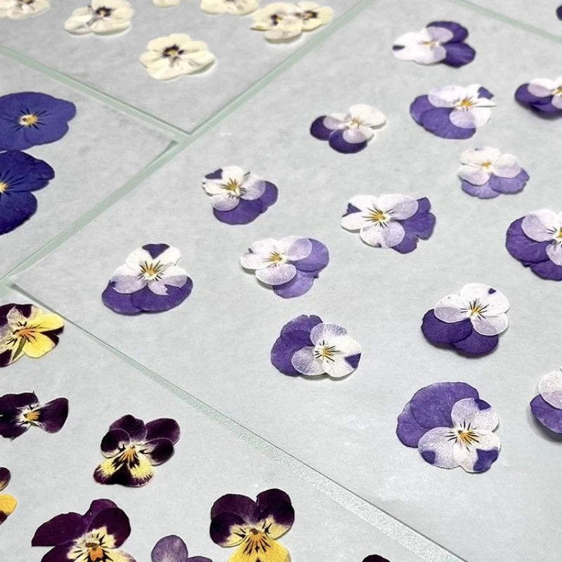 12 قطعة ، زهور مجففة فطيرة مضغوطة طبيعية لوازم يدوية ذاتية الصنع لإطار الصورة/الإشارة المرجعية/مصباح/مجوهرات من مادة الراتنج/حافظة هاتف/مكياج البتلات