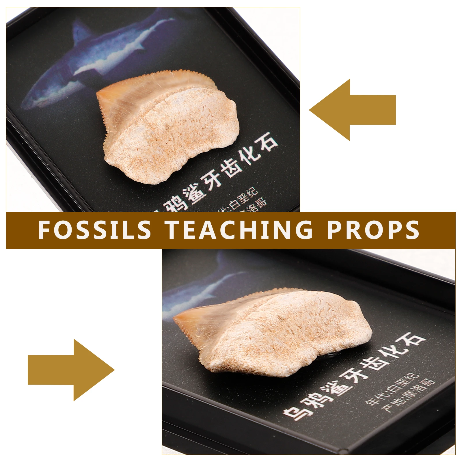 

Fossilized Specimen Paleontology Ornament Desktop Decoration Craft Decor Teaching Tool Geological Collection Gift