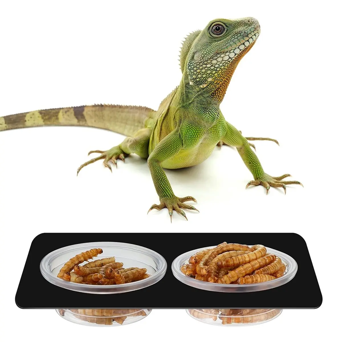 300 Pcs Gecko Food and Water Cups Small Plastic Feeder Cups Reptiles Accessories Reptile Water Bowl Gecko Food Cups