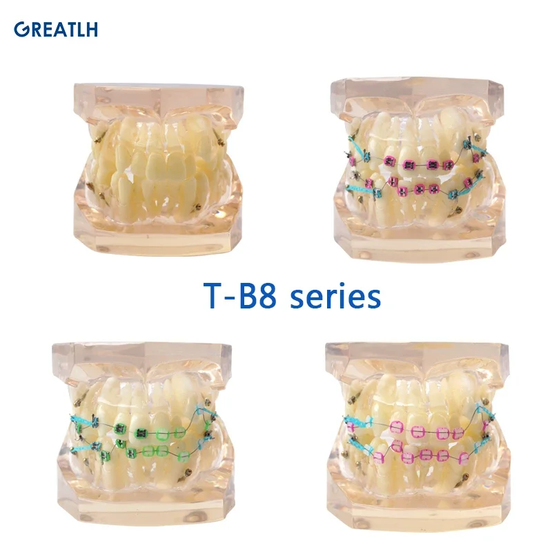 Wysokiej jakości model zębów typodontów Wosk laboratoryjny Modele zębów Model ortodontyczny do praktyki stomatologicznej / akcesoria stomatologiczne