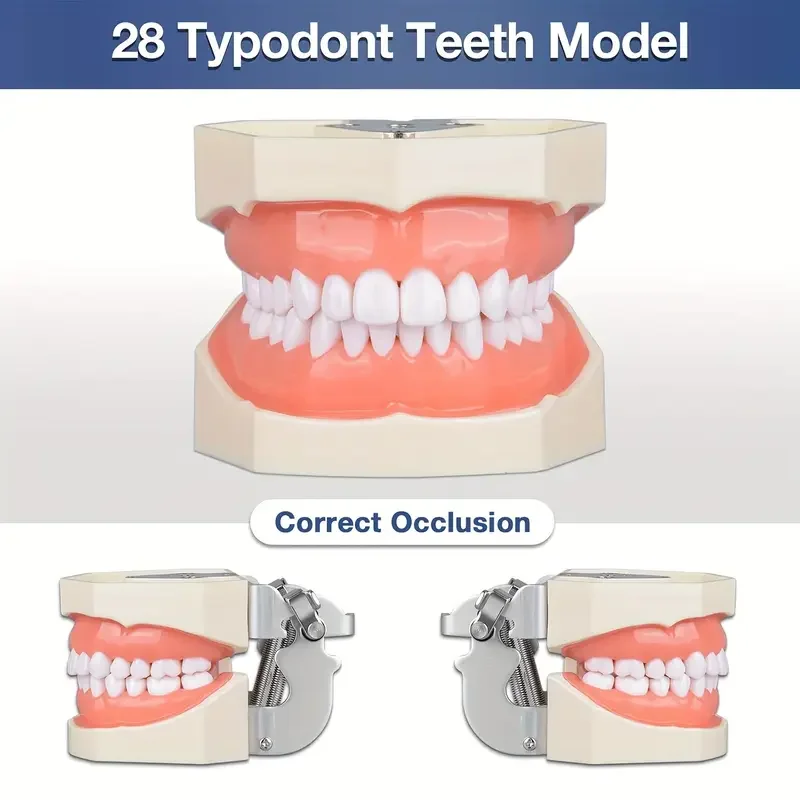 

28 Teeth Oral Teaching Removable Teeth Model Dental Practice Exam Resin Teeth Preparation Teaching Tool