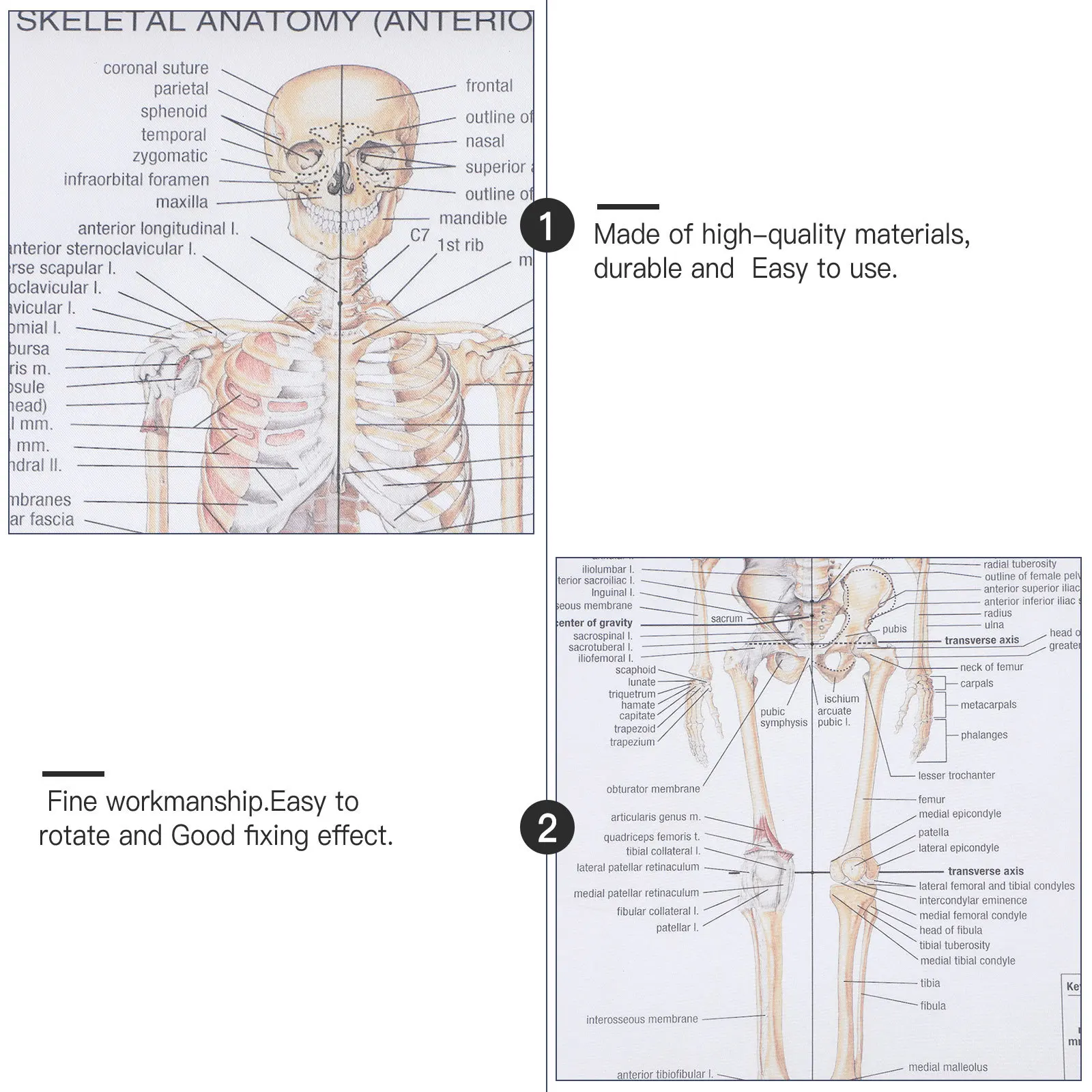 

1Pcs Human Anatomy Poster Bone Structure Teaching Picture for School Laboratory Science Classroom Education Body