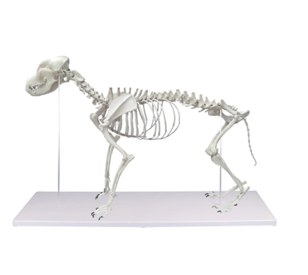 

Advanced PVC Natural Size Dog Model High Quality Medical Veterinary Biology Animal Big Dog Skeleton Anatomical YA-A5002