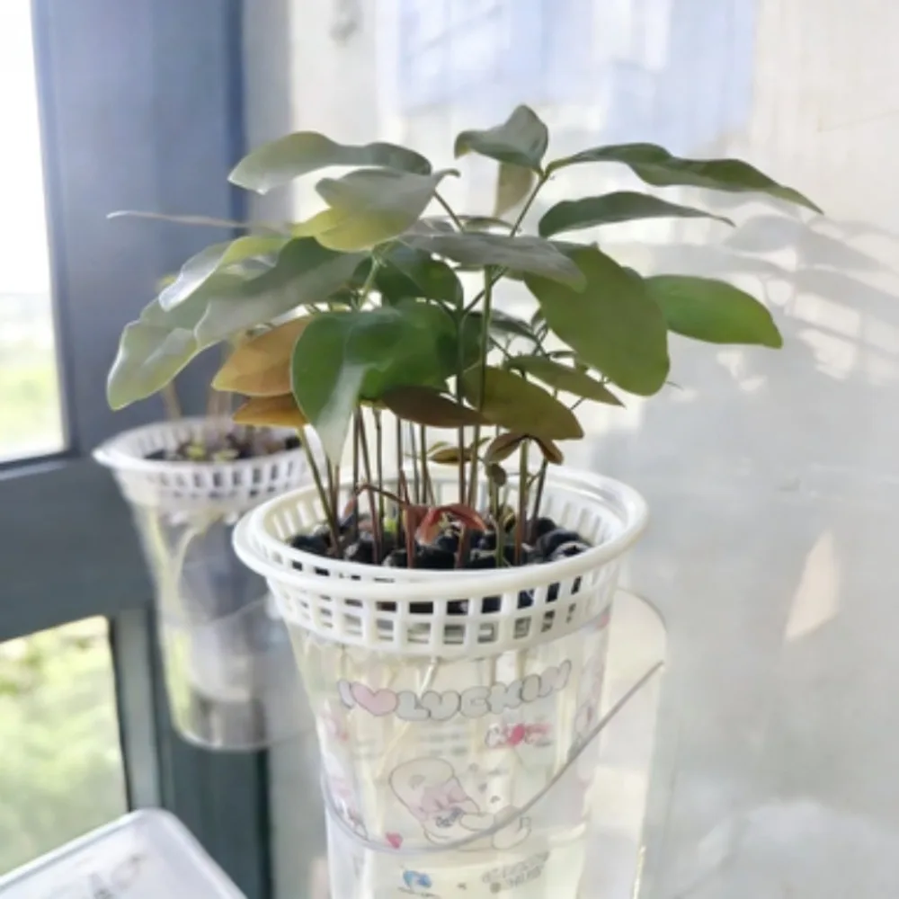 1pc Hydroponic Plant Holder Basket, Cup-Compatible Mesh Planter for Avocado, Lychee Seed & Indoor Plants