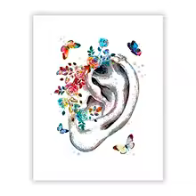 Affiche Anatomie de l'Oreille 30×42 cm
