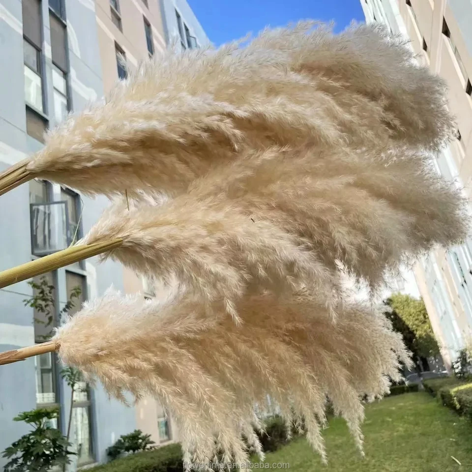 Wedding Decorations 80cm Natural Large Dry Pampas Grass Dried Flower Reed Boho Home Decor Party Background Natural Pampas Grass