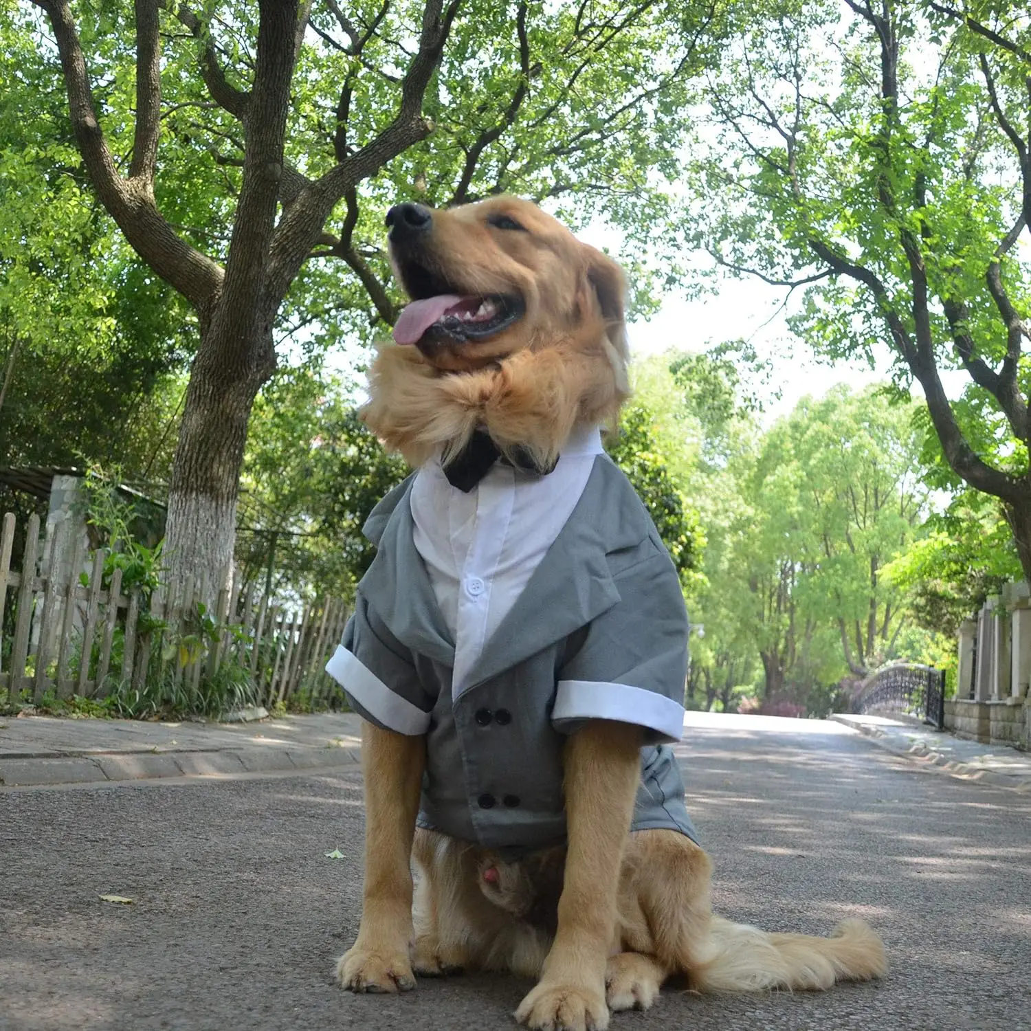 Formal Tuxedo Suit with Black Bow Tie for Large Dogs, Pet Costume, Golden Retriever