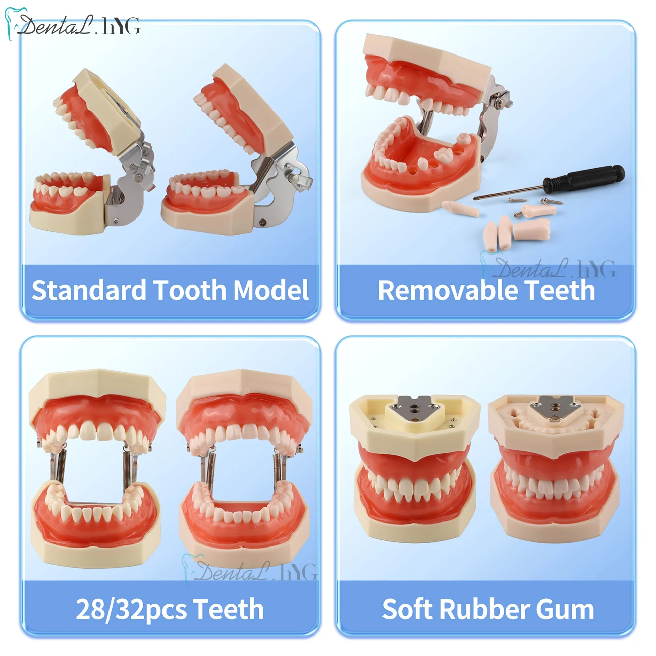 Thumbnail 2 - #11 Latest Dental Teaching Models Offers