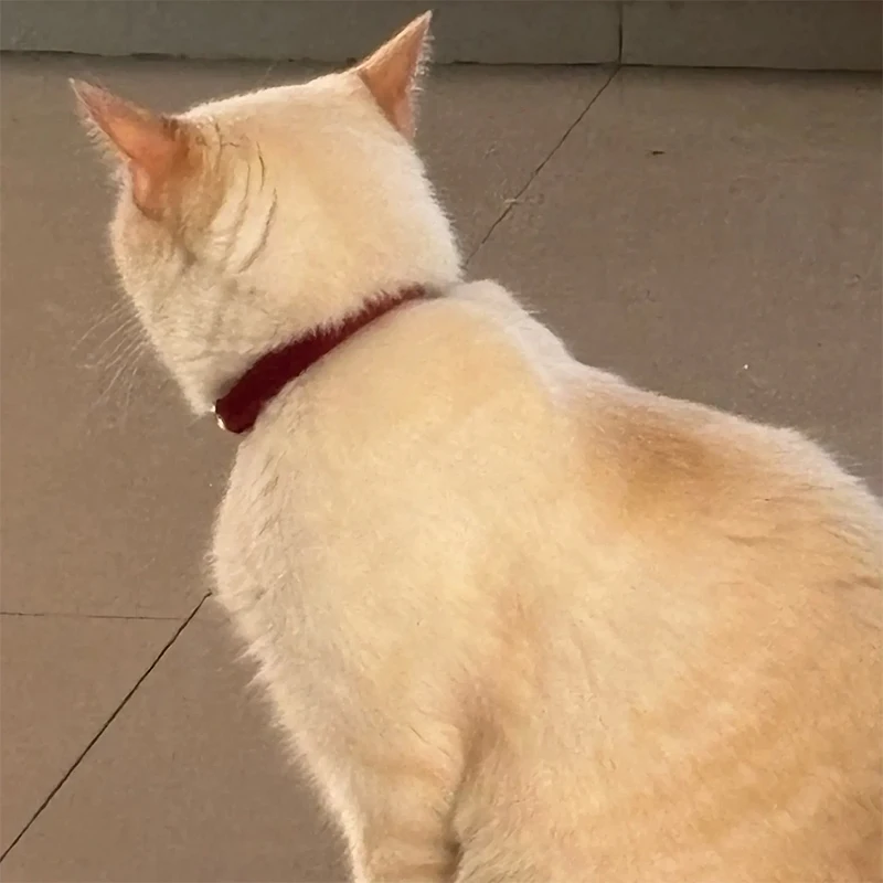Cord-Katzenhalsband mit Namensschild, Glocke, Fliege, personalisierte, individuell gravierte Katzenhalsbänder für Katzen – Detail 3