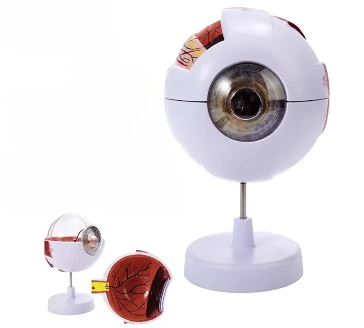 Human Eye Model 6 Times Magnification Facial Features Structure Anatomy Ophthalmology Teaching Aids Vision Correction Membrane