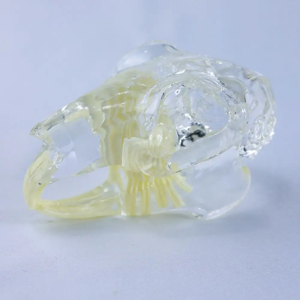 Transparent Dental Animal Resin Teeth Educational Removable Dog Tooth Model Clear Texture Dog Cat Rabbit Dental Teaching Canine