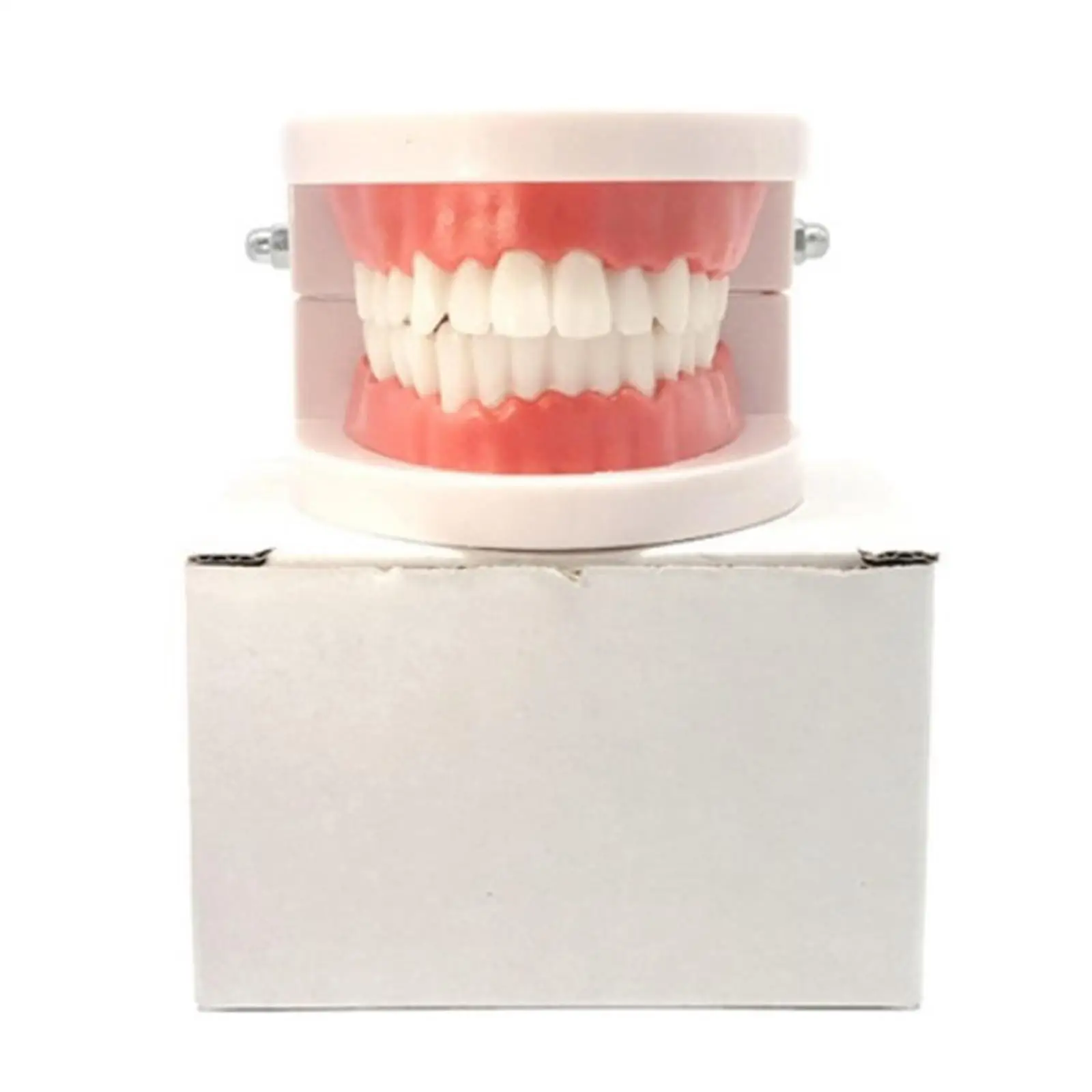 Adult Standard Teeth Model, Typodont Demonstration Denture Model|Mouth Teeth Model Supplies for Kids, Students, Patient