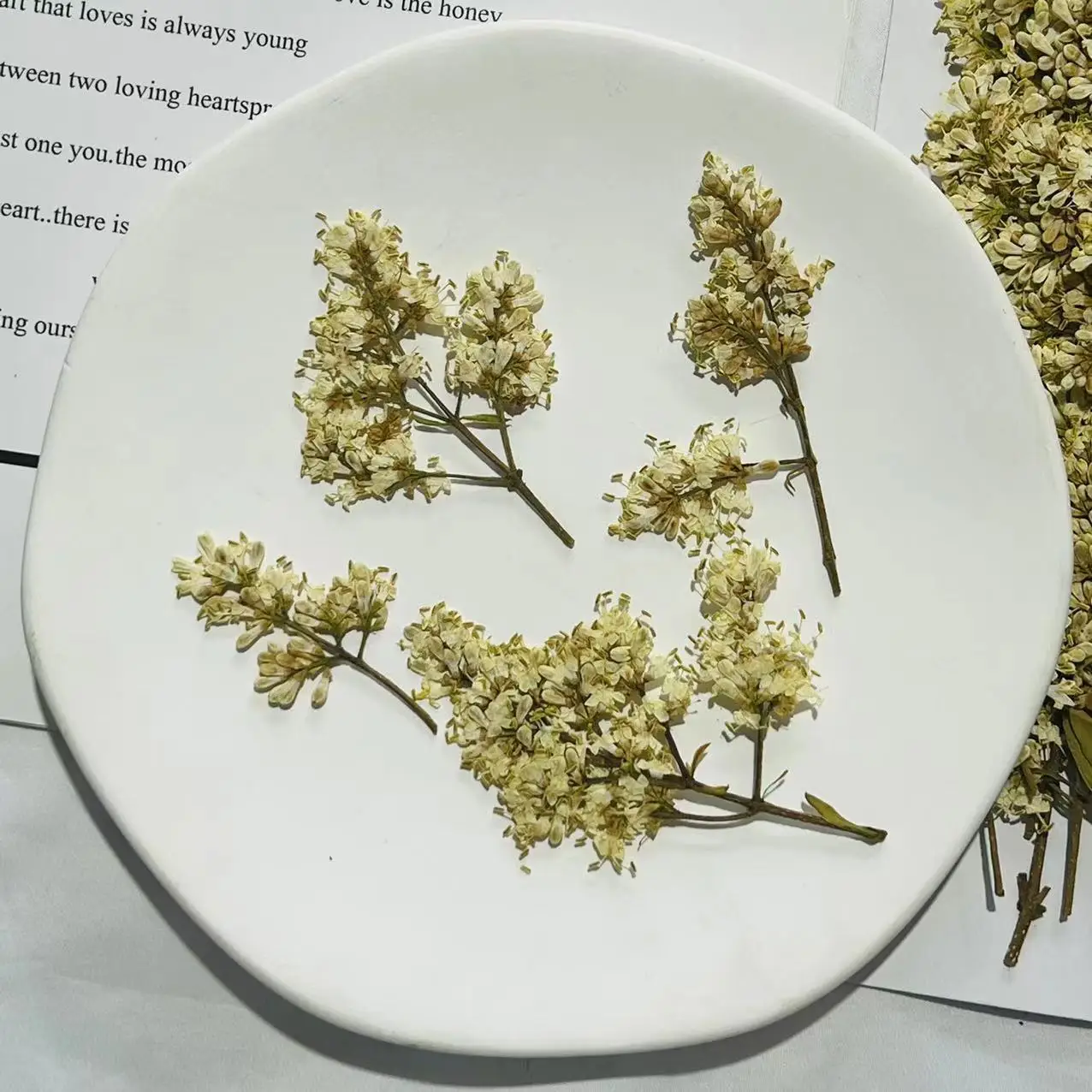 

60pcs Pressed Dried Snuff Schauer Flower Herbarium For Resin Epoxy Jewelry Card Bookmark Frame Phone Case Makeup Lamp