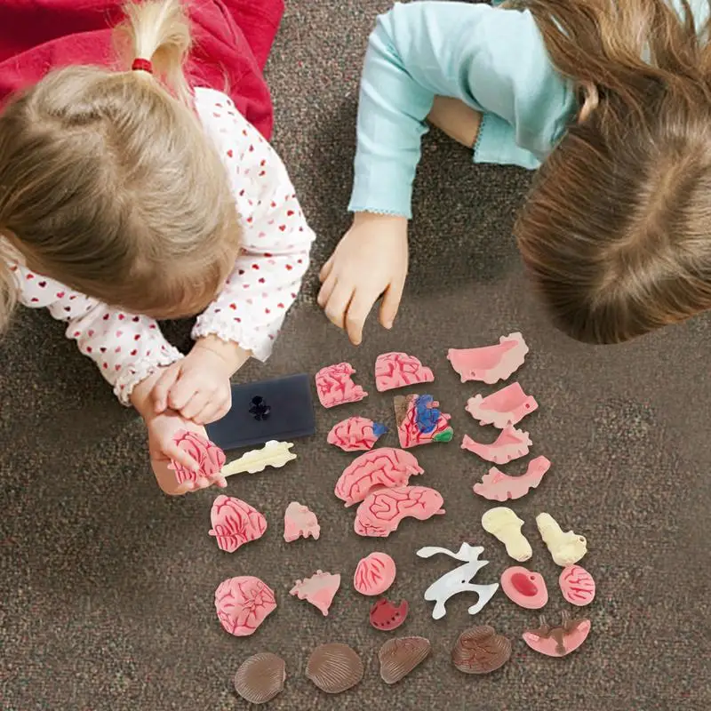 Brain Model For Kids Anatomical Model With Display Base Teaching Anatomy Model Artery Brain Identify Brain Functions Science