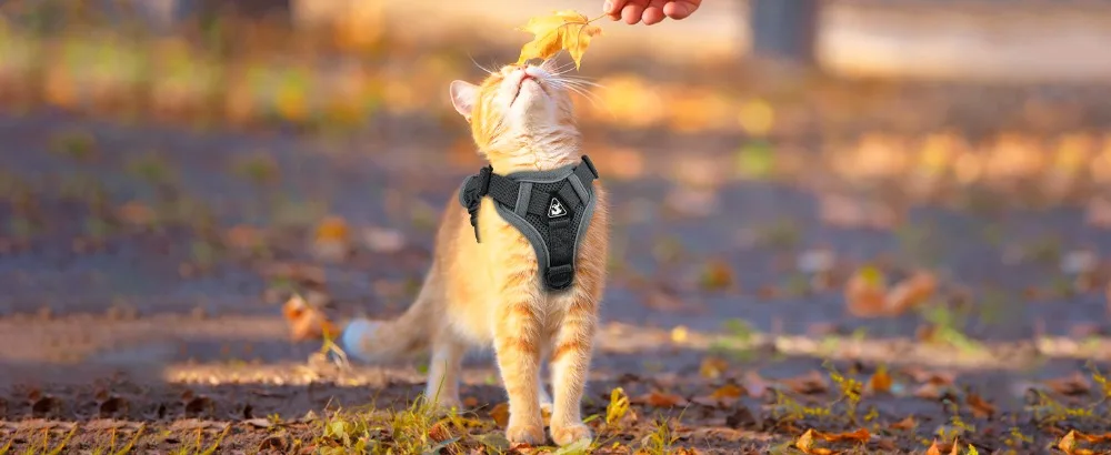 Reflective Cat Harness And Leash Set Adjustable Vest For Cats_voghion.com