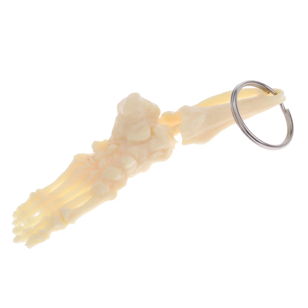 1Pc Miniature Beige PVC Human Spine Skeleton Model/Foot Skeleton Model Keychain Learning Tool Teaching Aid