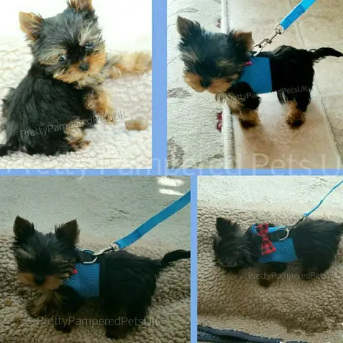XXXS XXS XS 일치하는 가죽 끈 리드 조끼 코트와 초소형 강아지 개 하네스 치와와 찻잔 개 새끼 고양이 애완 동물
