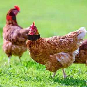 طوق دجاج مضاد للخطاف ، أطواق رباط رقبة خالية من الضوضاء ، منع دجاج الغراب ، لوازم الديك ، 2 قطعة أعلى 8 مبيعات طوق دجاج - رقم 7