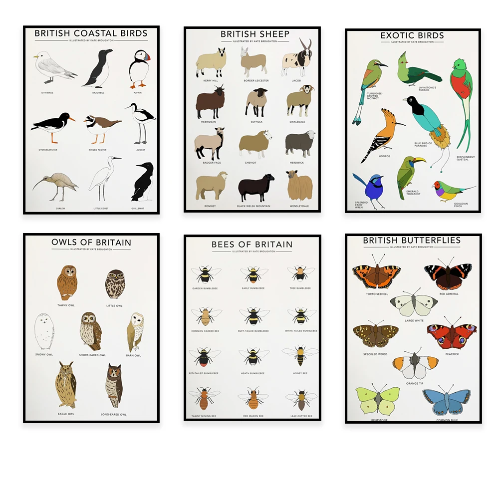 

British sheep breeds, bee, owl, tit, butterfly, exotic bird print, parrot, North American birds, wildlife illustration poster