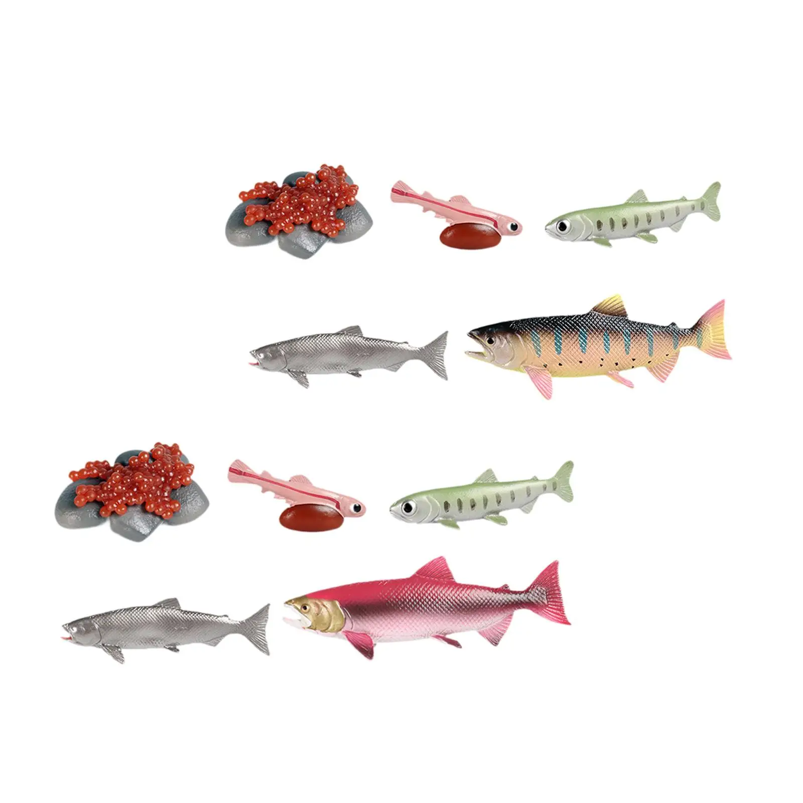 Life Cycle of Salmon Toys Science Biology Model Animal Growth Cycle Set for Games Teaching Daycare Storytelling Birthday Gifts