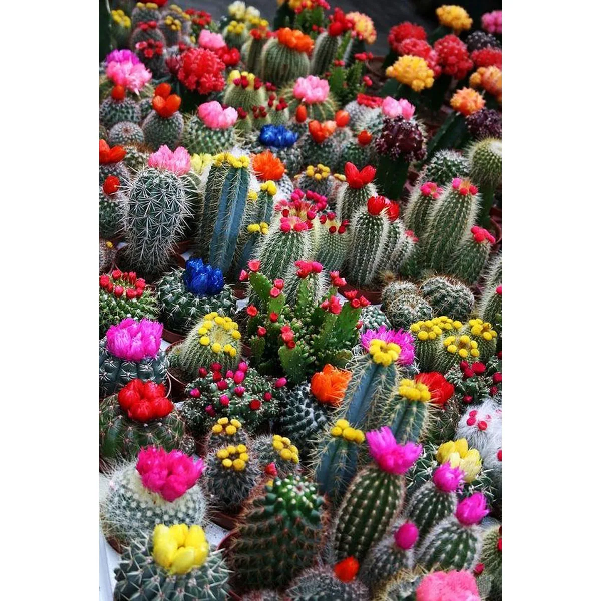 

Sunature 5D Full AB Square Round Drills Cactus Diamond Painting (5-10 AB Colors)