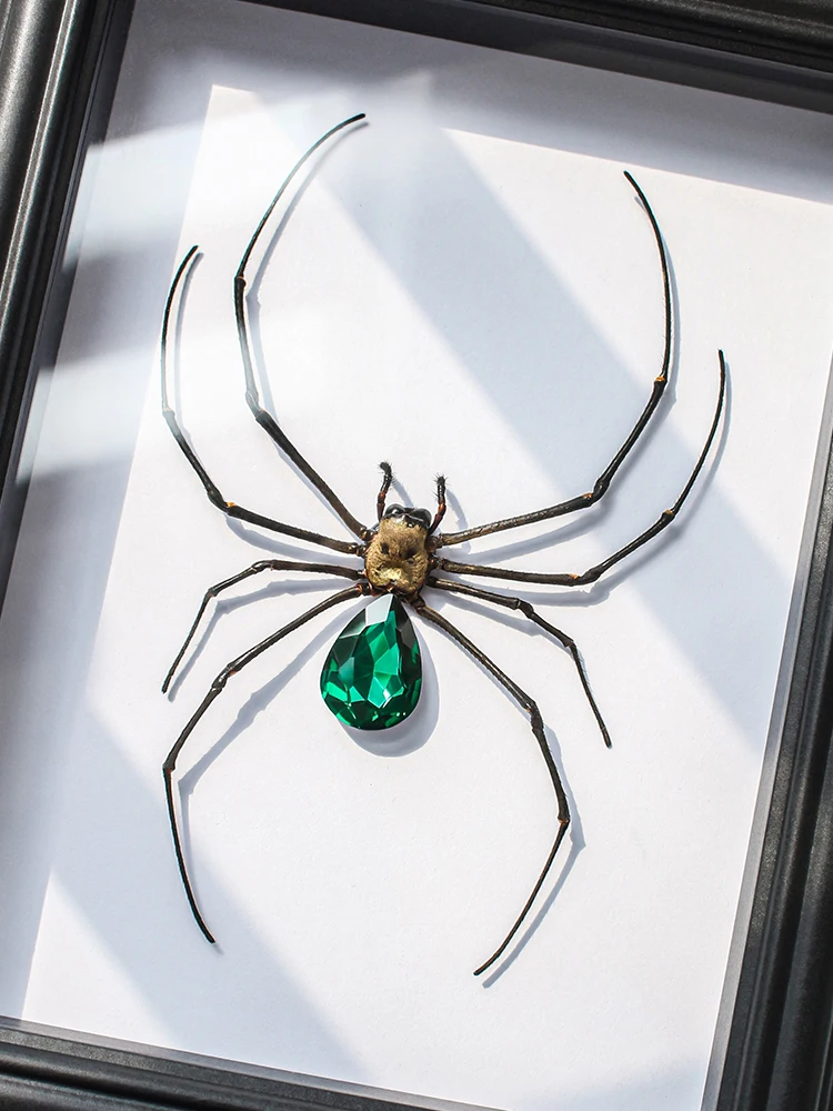 

Large Size Authentic Insect Animal Specimen Decorative Artwork Display Frame Droplet Edition Ornament Gift for Men Birthday