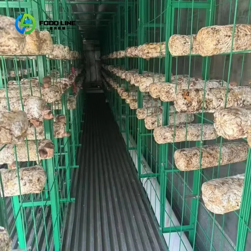 Customized Large 20/40Ft Weathering Steel Frame Intelligent Mushroom Growing Chamber System with Temperature Control