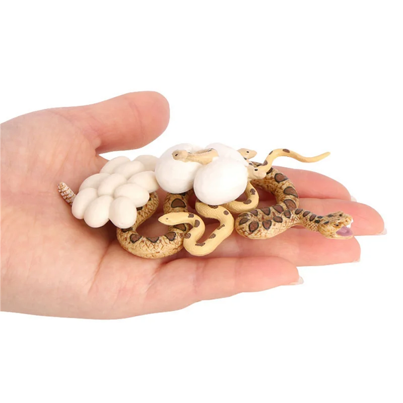 

A04F-2X Realistic Animal Life Growth Cycle Biological Model Snake Growth Cycle Biological Model Rattlesnake Growth Cycle
