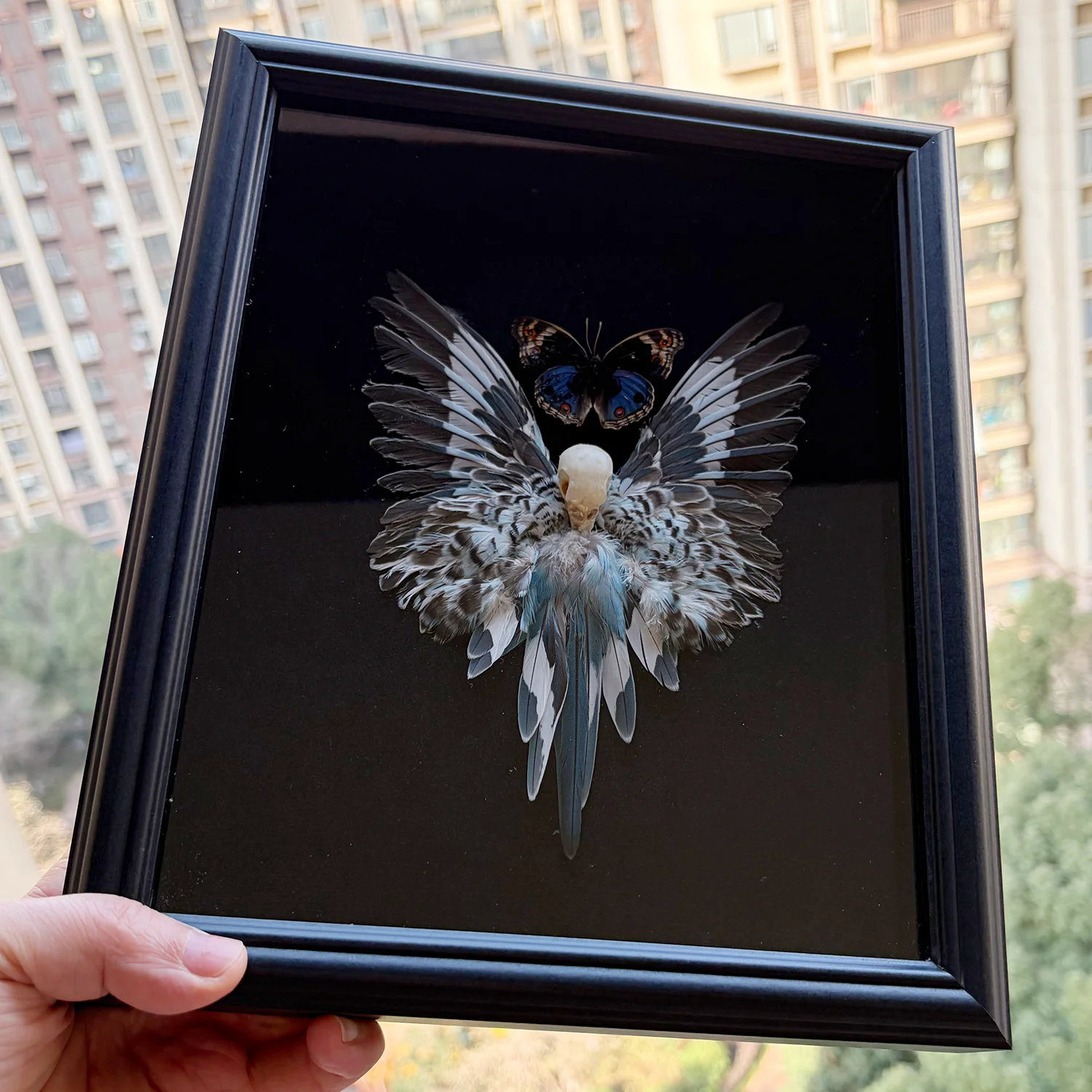 Real Budgerigar Framed Authentic Butterflies Specimen in Shadow Box Bird Taxidermy Collection Handicrafts Unique Gifts Home Art