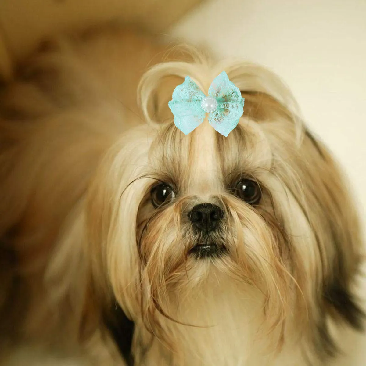 20 pièces d'élastiques à cheveux pour animaux de compagnie, nœuds papillon assortis, élastiques en caoutchouc pour chien, chat, chiot, coiffure, nœuds papillon en caoutchouc