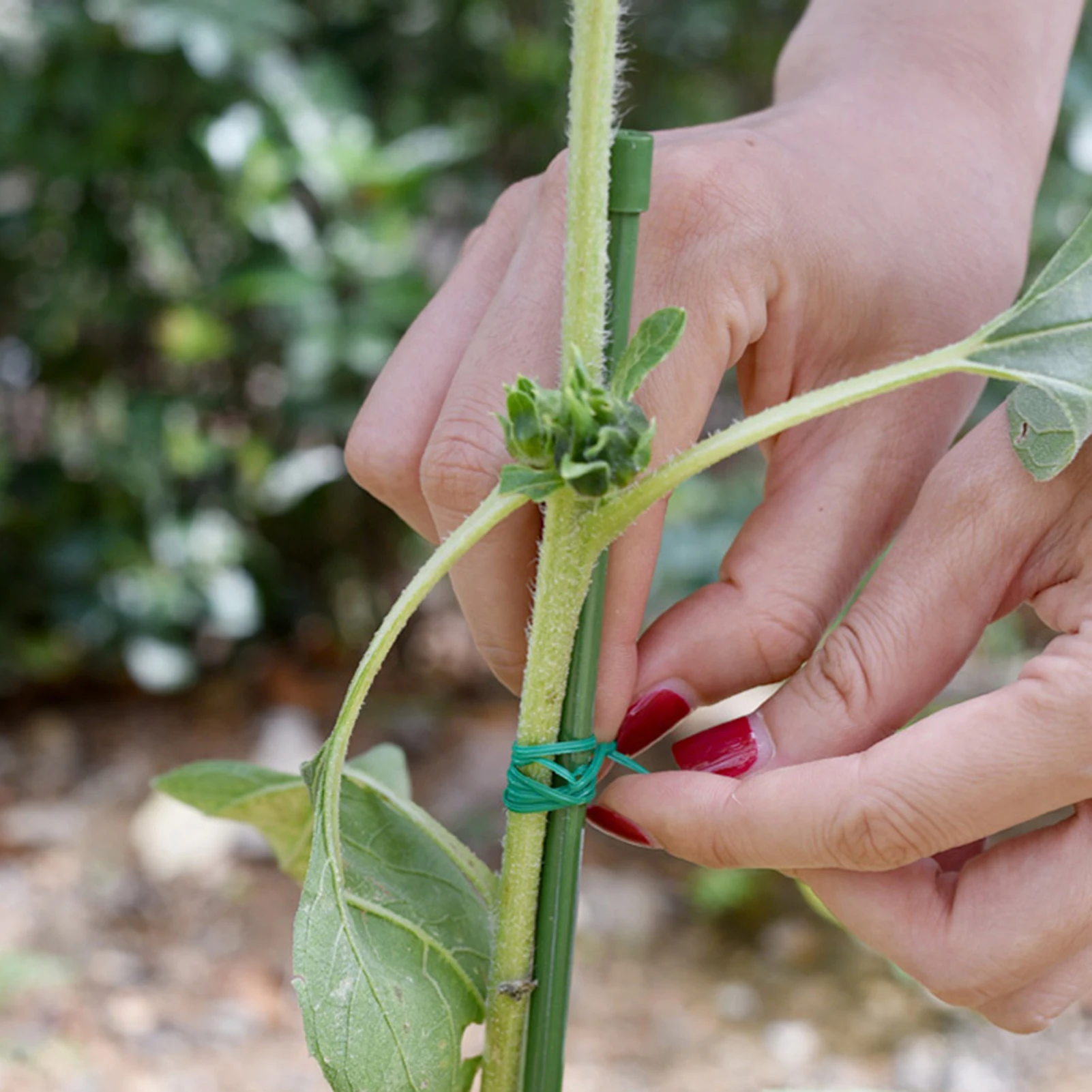 

Twists Ties Long Lasting Garden Support Tape For Gardening