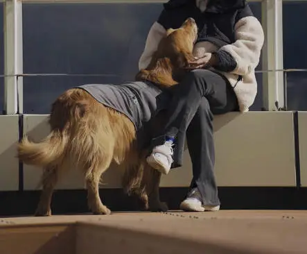 deodorant-antibacterien-pour-chien-vetements-rembourres-de-coton-vetements-d'automne-et-d'hiver-pour-animaux-de-compagnie-petits-moyens-et-grands-chiens