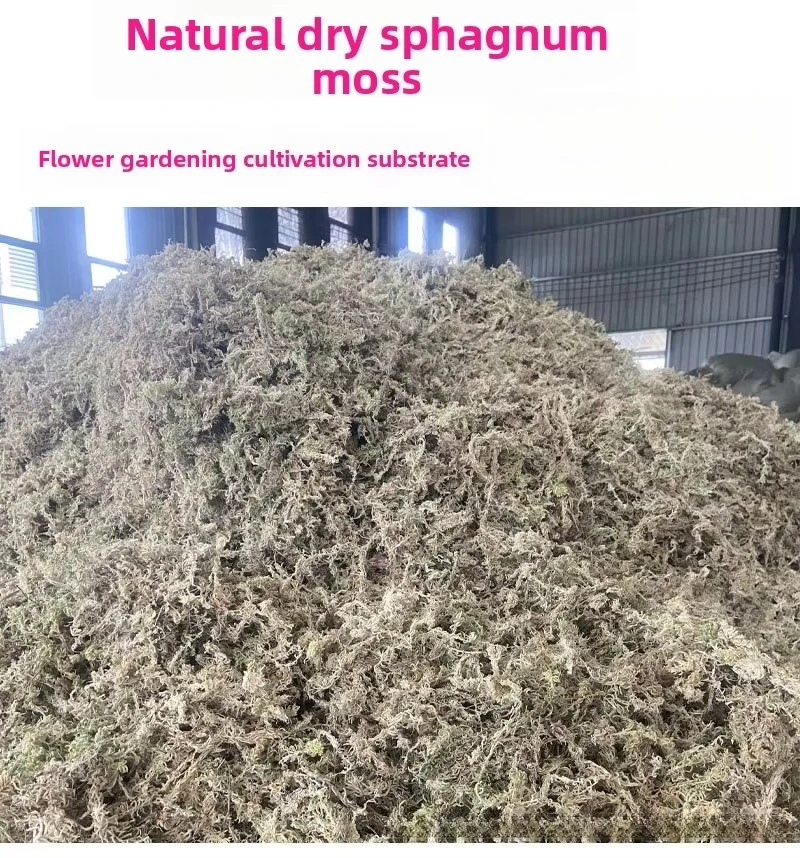 Sphagnum Moss Dry - Sphagnum Moss 2.5kg Bulk Compressed Dried