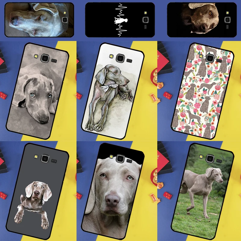 Weimaraner Dog For …