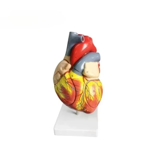 

High-quality hot-selling heart models, anatomical heart models