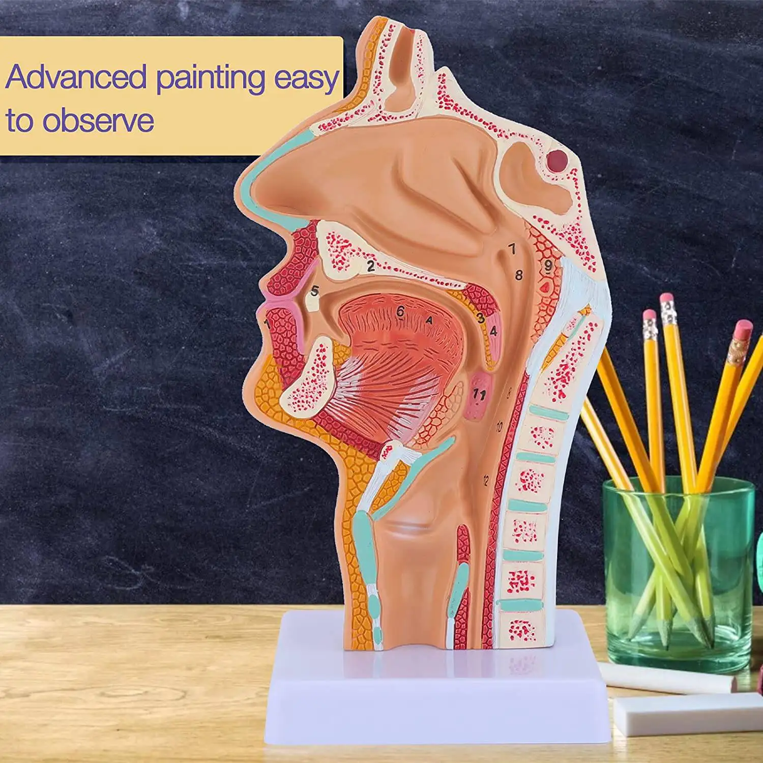 Nasal Cavity Throat Anatomy Model Human Anatomical Pharynx Larynx Model for Students Study Display Teaching