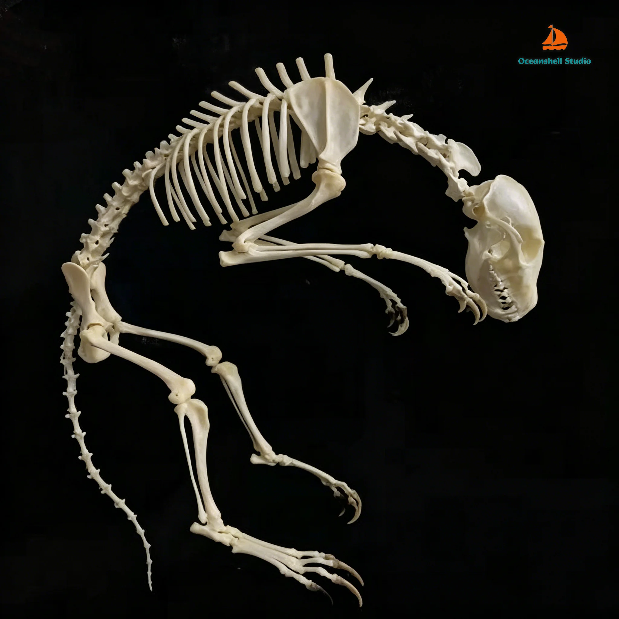 Complete Set of Real Fox Skeletons, Unassembled Animal Bones Simulated Set of Fox Skull Model DIY Materials Taxidermy Handcrafts