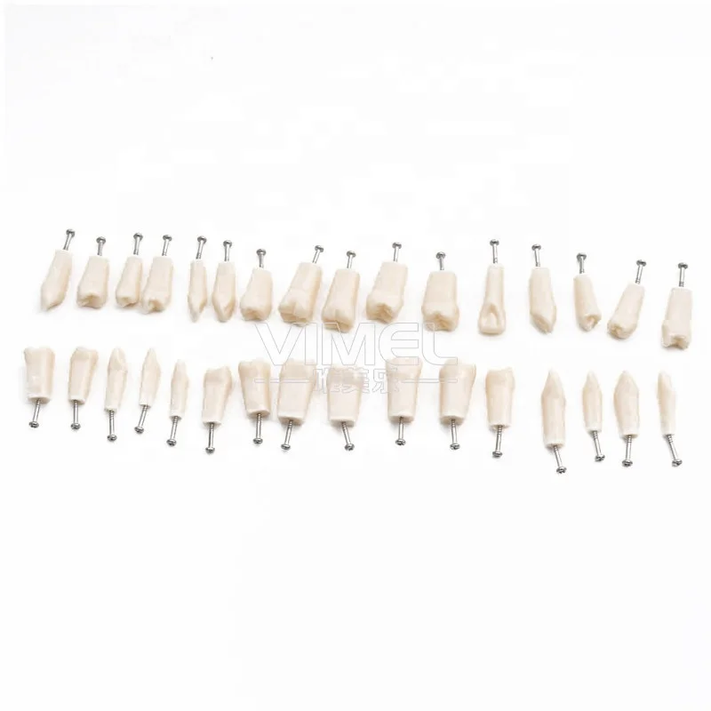 Dental Teeth Model Dental Teaching Model Standard Model with 32 Screw-in Teeth Demonstration Soft Gum