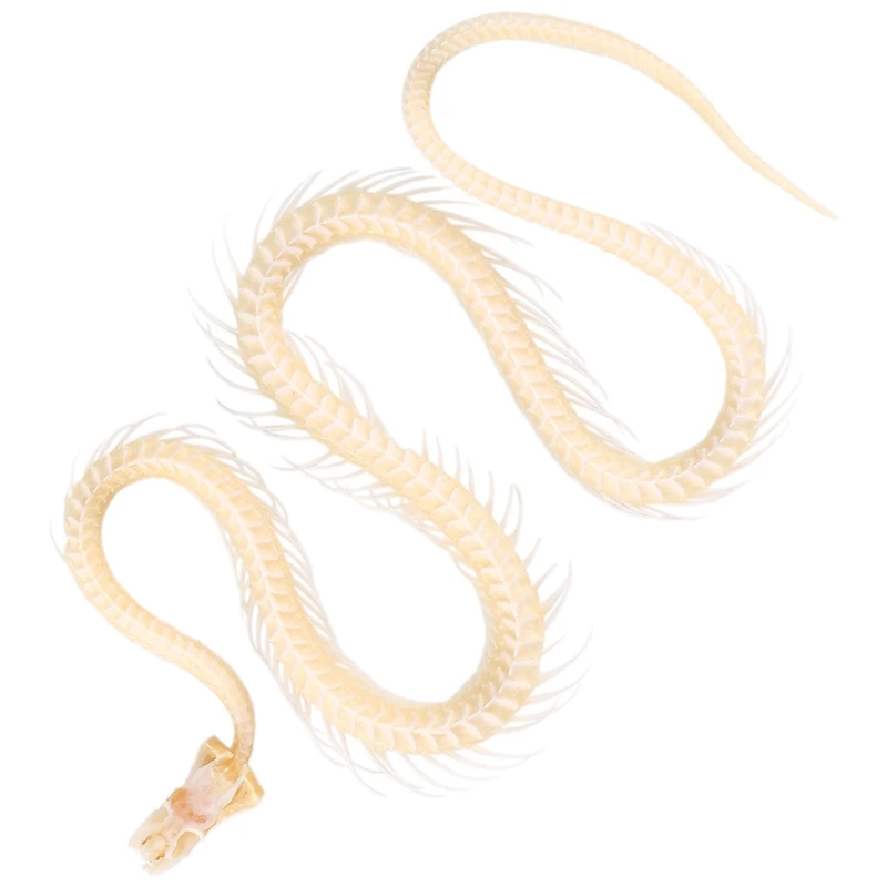 

Настоящая змея Скелет образец животного змея Скелет белые аксессуары для научного образования