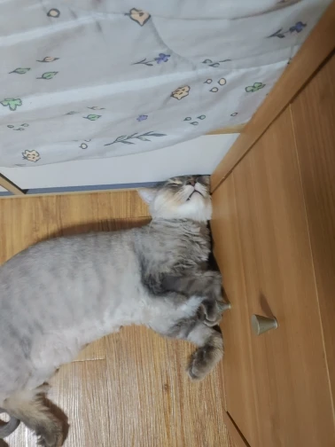 구매후기