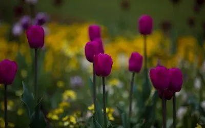 

36v 10s2p Battery 10S2P 36V 6600mAh 36v Electric Scooter Battery Lithium Electric Scooter 500W Electric Scooter Battery