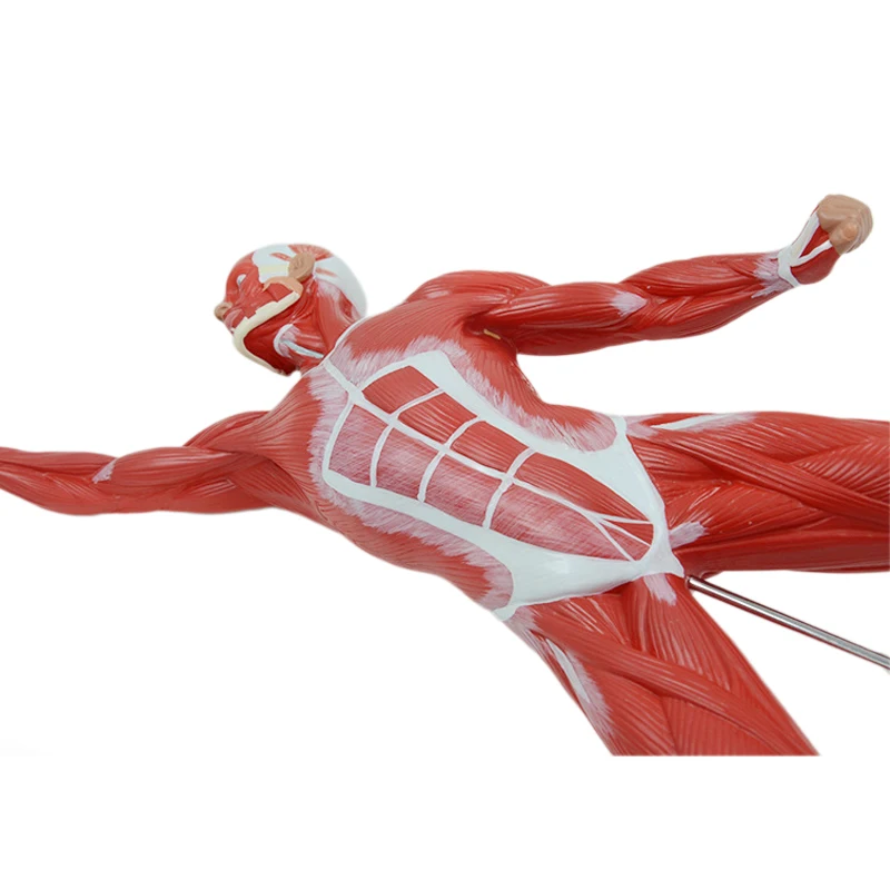 Human Muscle Anatomy Model 50CM Medical Teaching Tools Anatomical Educational Equipment