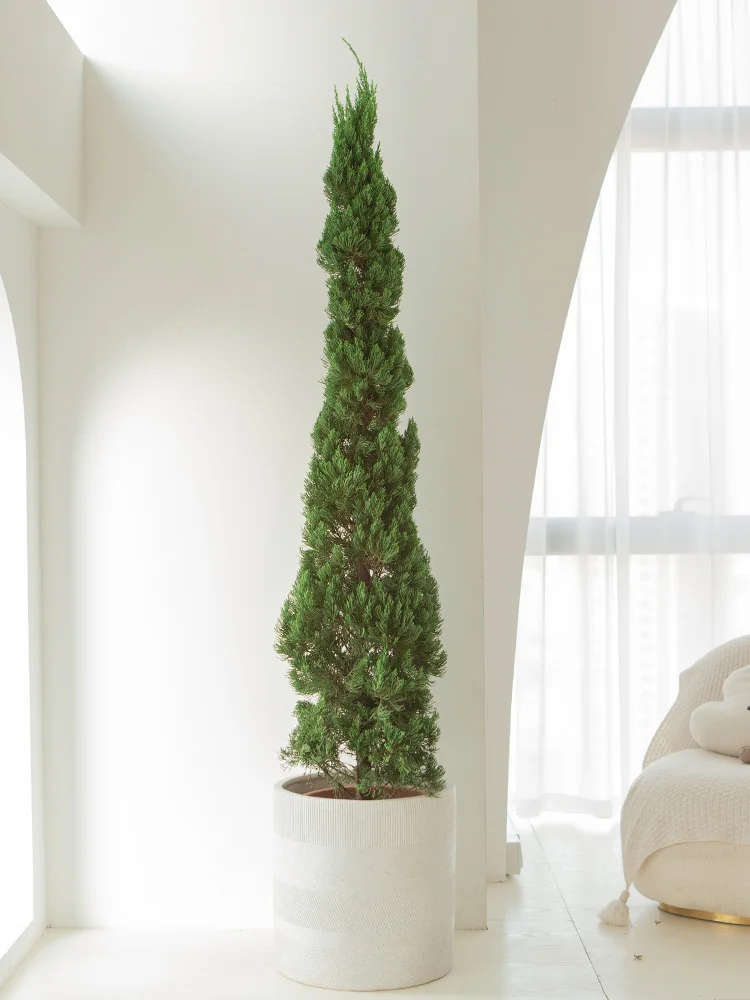 شجرة عيد الميلاد Longbai Platycodon خضراء حقًا، الفناء جيد لرفع Arborvitae دائمة الخضرة