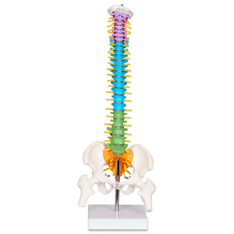 

45cm Colored Spinal Model Vertebral Column Anatomical Model with Pelvis & Femurs, Spinal Nerves and Arteries Teaching Tools