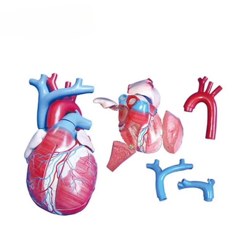Medical Plastic Heart Model Research Human Organ Medical Science Education Model