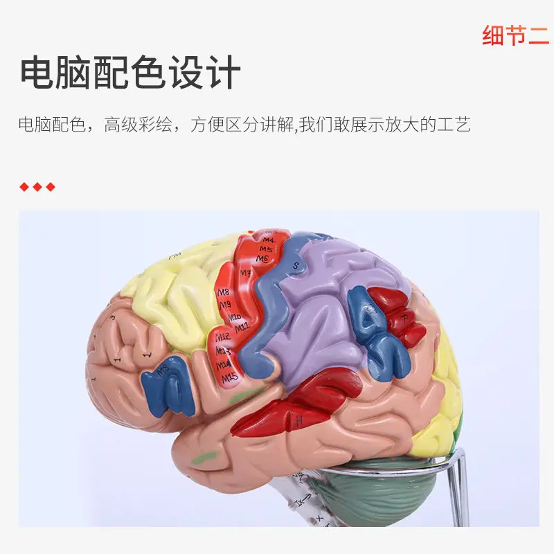 Color division model of brain functional areas, brain anatomy model, human cerebral artery construction, and brain nerves