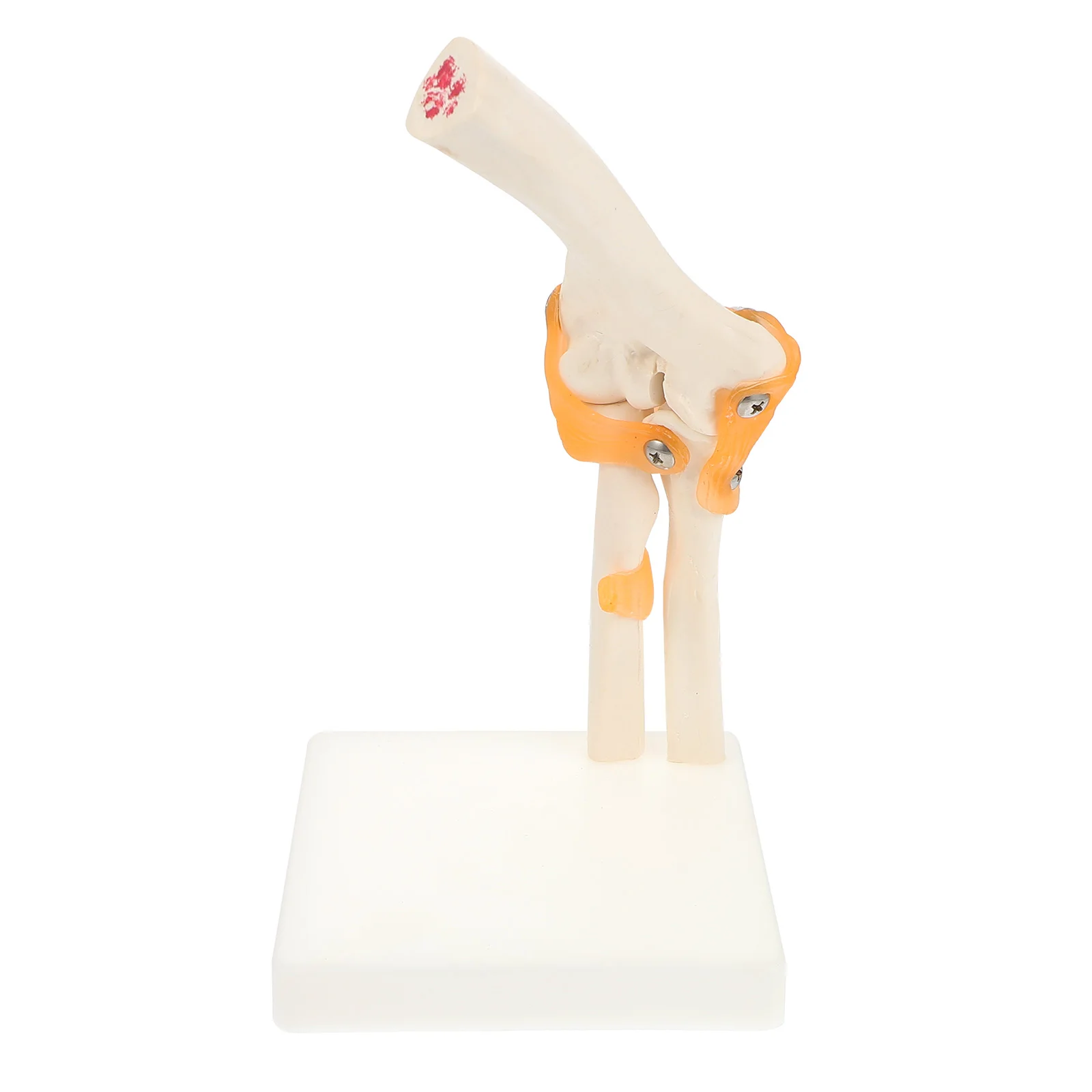 1 Pc Elbow Joint Model Human Model Human Elbow Bone Elbow Model Ancon Joint Model Elbow Bone Model