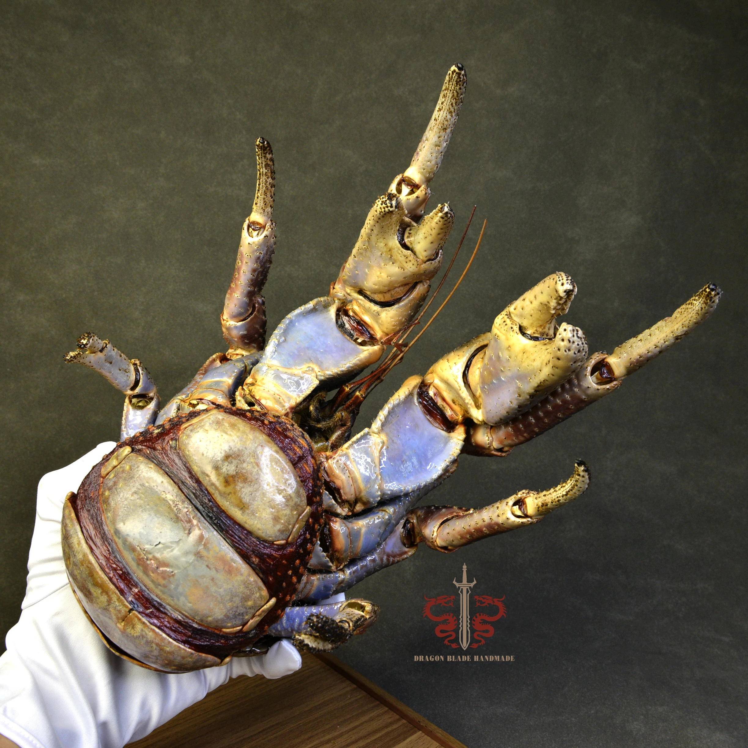 Crab specimen Giant Birgus latro, museum-quality taxidermy display box, Collection Home Decor Ornament Desk Decoration
